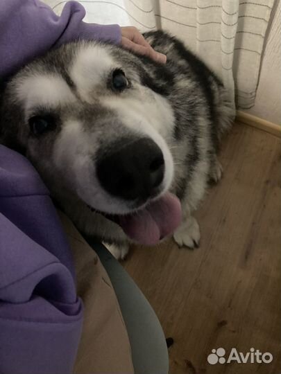 Зооняня, ситтер, выгул собак