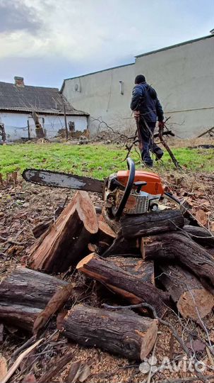 Вырубка деревьев