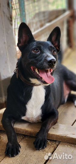 Коротколапый Веня в добрые руки