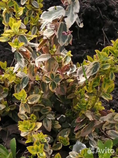 Хоста, папоротник, бересклет