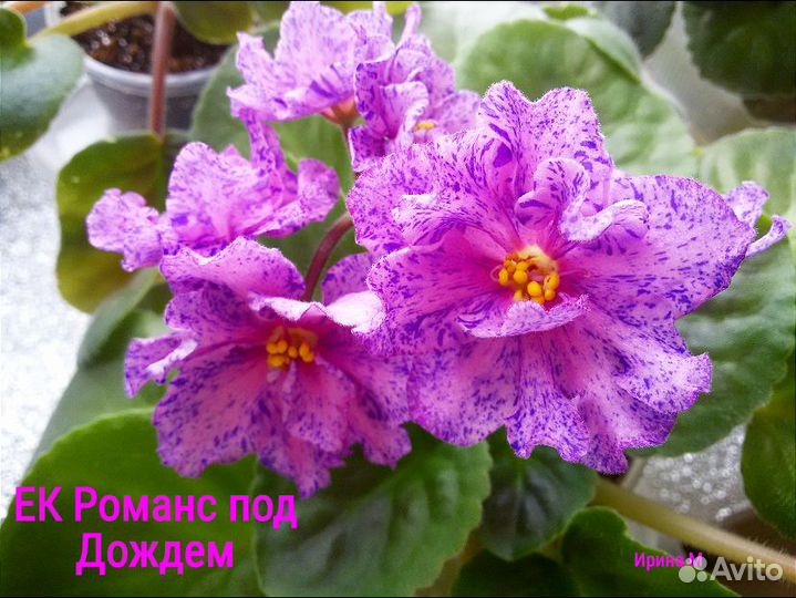 Продажа черенков, стартеров и цветущих фиалок