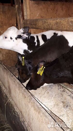 Быки,бычки,телки,телята