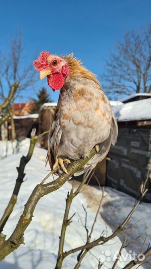 Малазийские Серамы