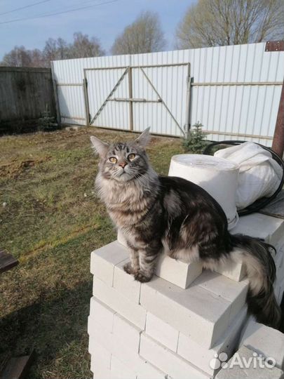 Кот Мей-кун Вязка