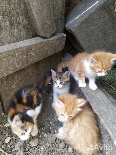 Котята в добрые руки