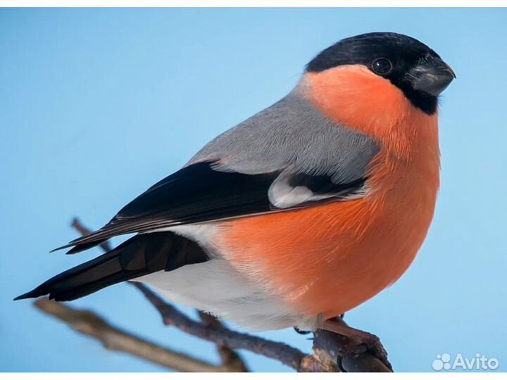 Певчие лесные птицы