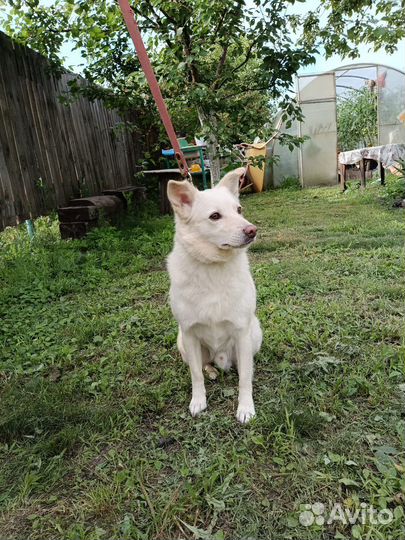 Швейцарская овчарка (метис)