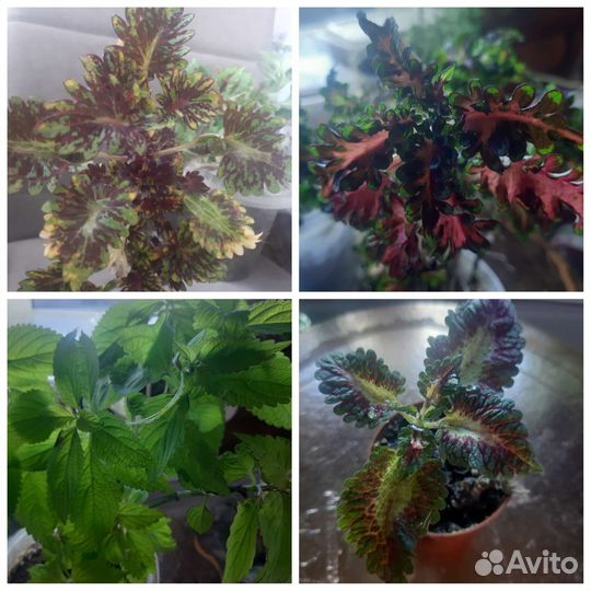 Колеусы сортовые