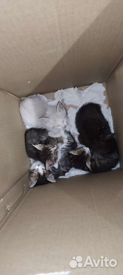 Котята в добрые руки бесплатно