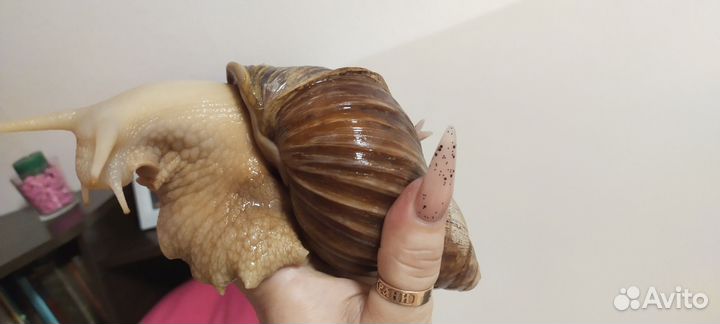 Улитки ахатины бесплатно