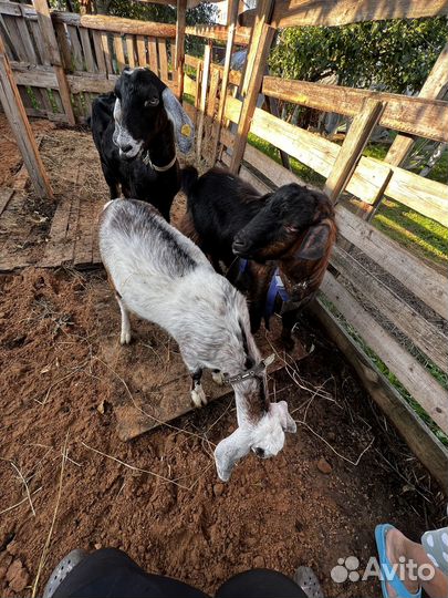 Коза Нубийская