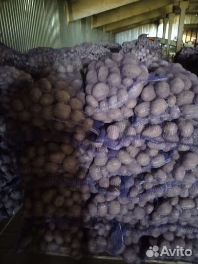 Картофель оптом