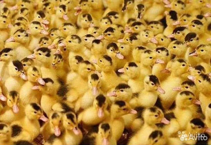 Молодняк птицы