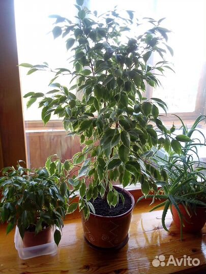 Фикус бенджамина и диффинбахия