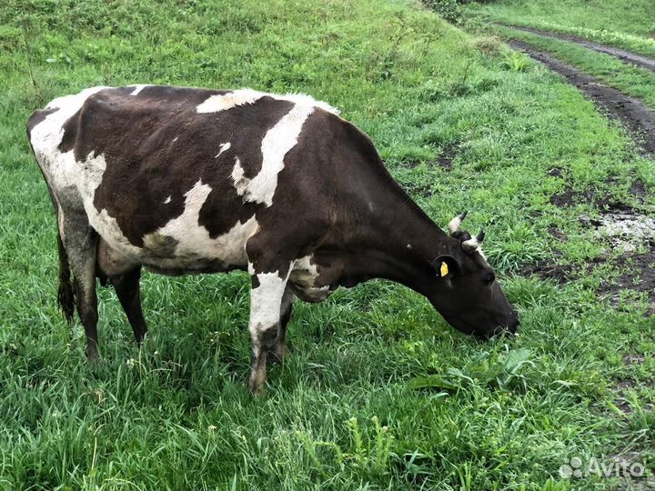 Коровы быки телята