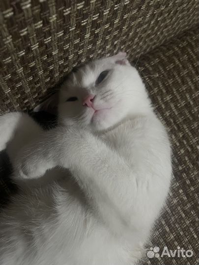 Британский и бомбейский кот