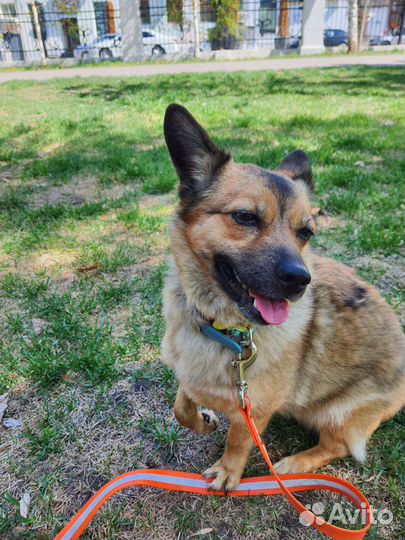 Миниатюрная собачка в добрые ручки