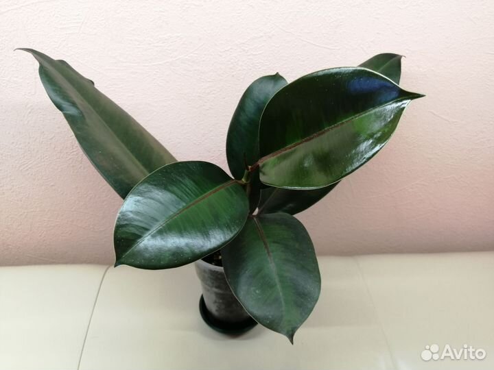 Сортовые фикусы эластика, бенгальский
