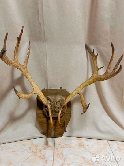 Продам рога оленя