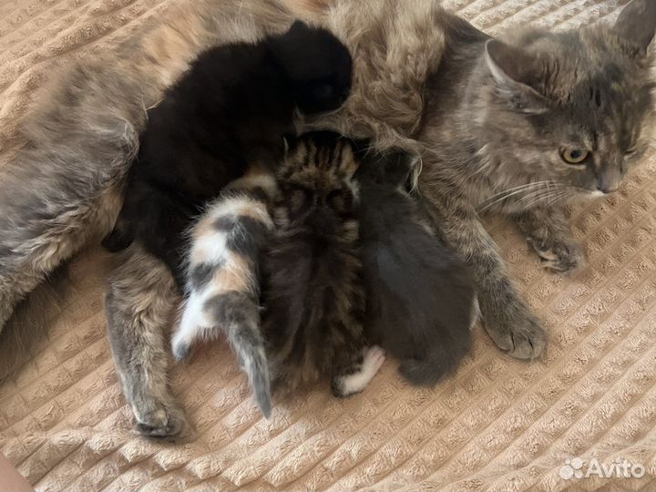 Котята в добрые руки даром