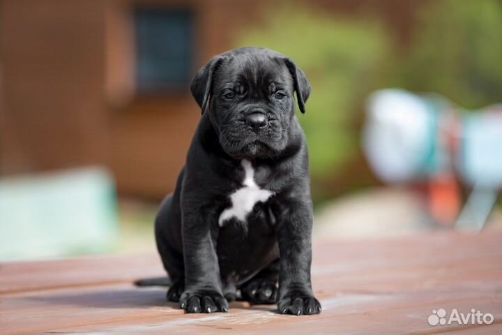 Шикарный чёрный мальчик кане корсо