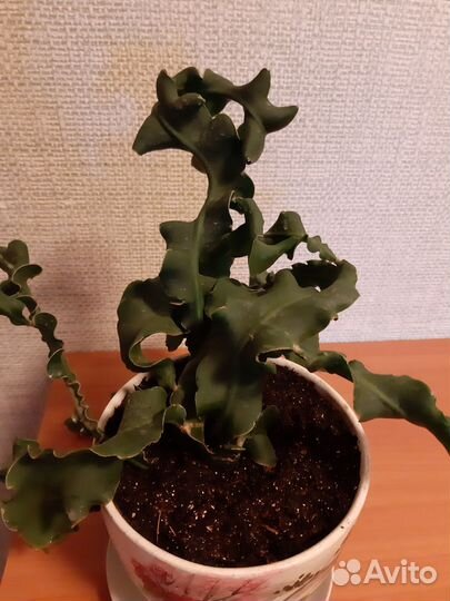 Эпифиллум гватемальский,комнатный цветок