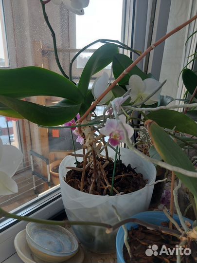Орхидея фаленопсис
