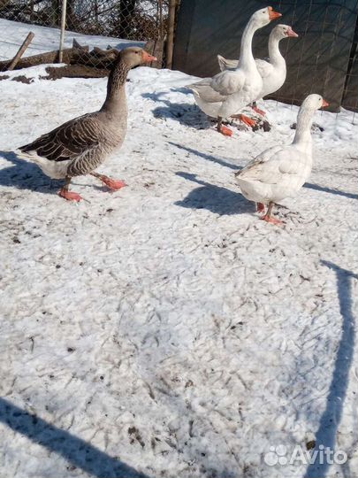 Гусиное яйцо,яйцо белой мускусной индоутки