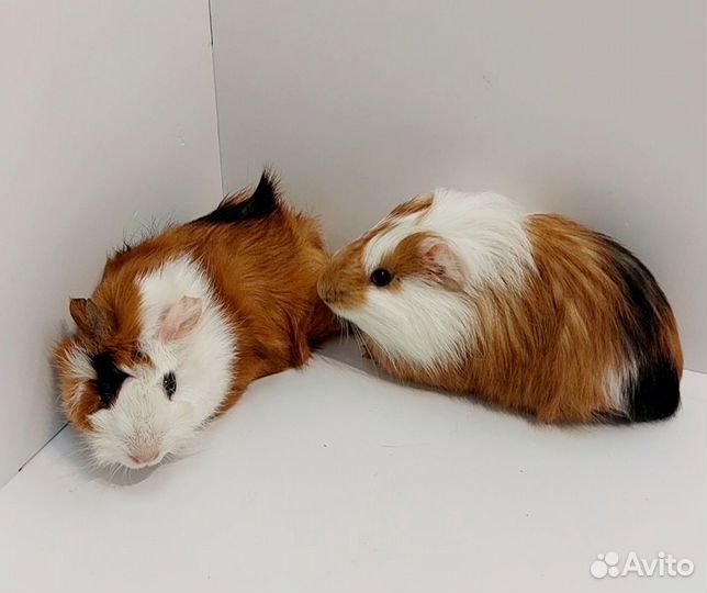 Морские свинки