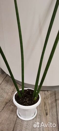 Сансевиерия цилиндрика