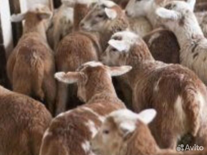 Катумские ярки и кошкарчики допрер ягнята