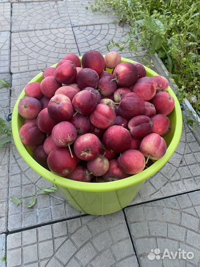 Яблочки алые паруса