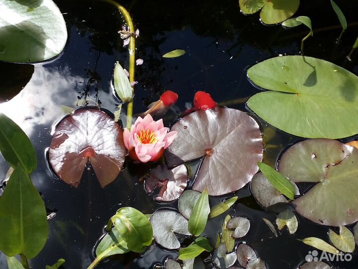 Водные лилии- Нимфеи