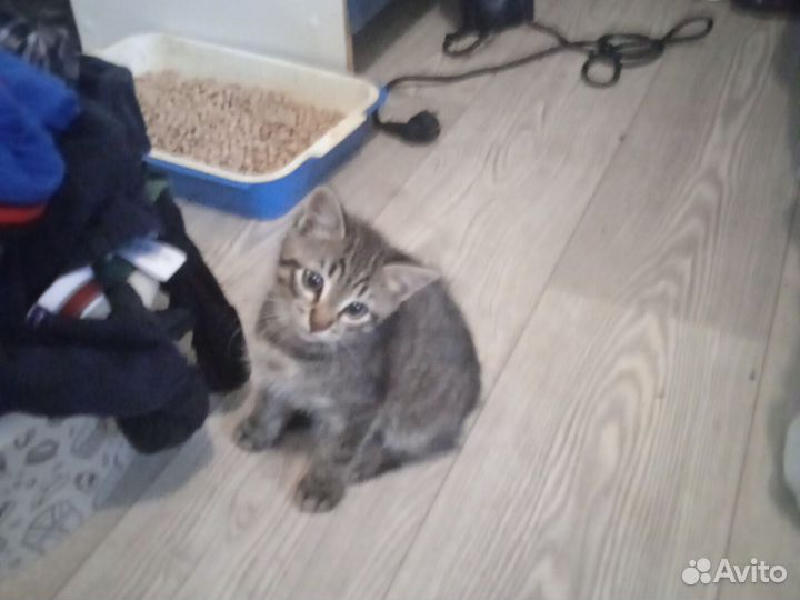 Котик милый, любознательный