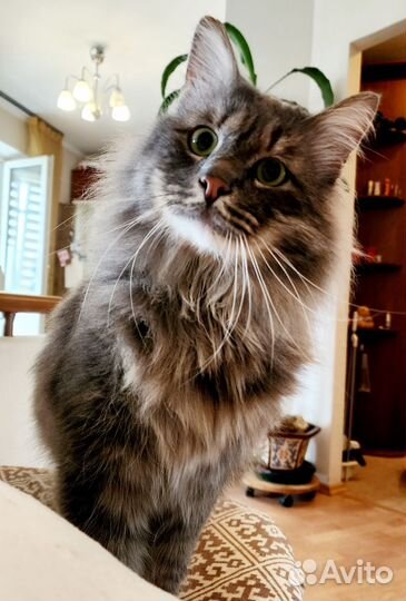 Кот сибиряк