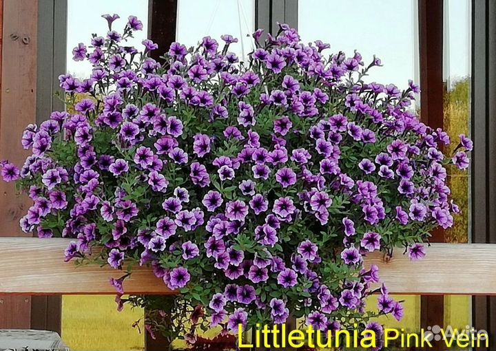 Литлтуния вегетативная