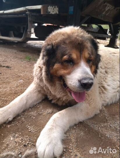 Алабай девочка в хорошие руки