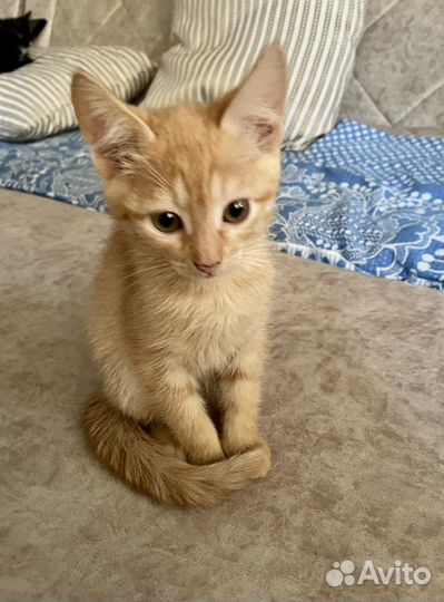 Котята в добрые руки бесплатно