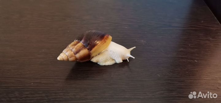 Улитки ахатины