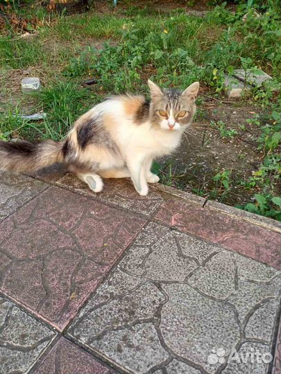 Отдам в добрые руки