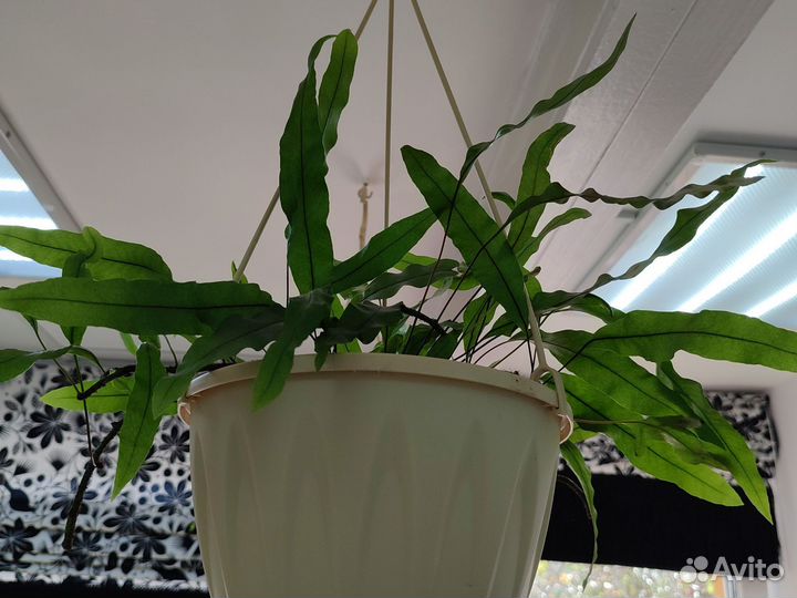 Папоротники