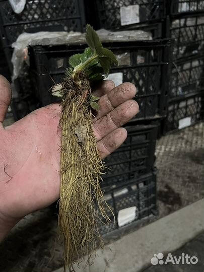 Рассада клубники фриго