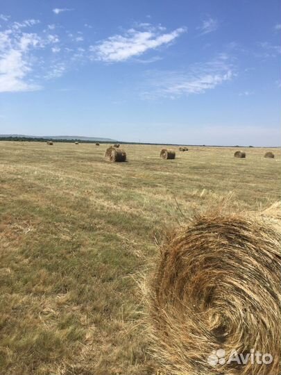 Продам сено