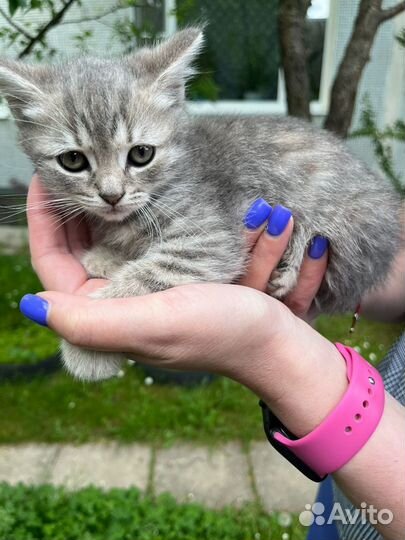 Котята в добрые руки бесплатно