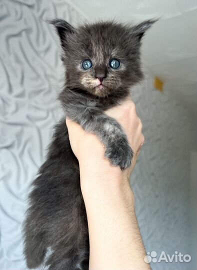 Мейн-кун котята