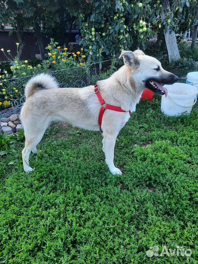 Собака в добрые руки