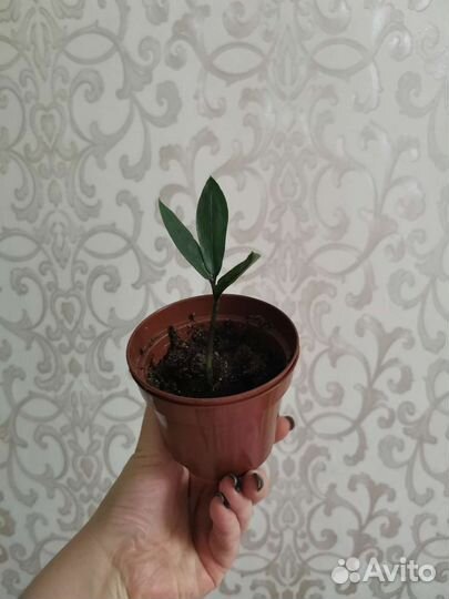 Замиокулькас