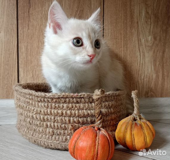 Кремовый котенок мальчик