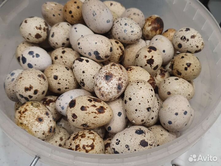 Яйца перепелиные
