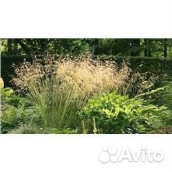 Декоративные злаки